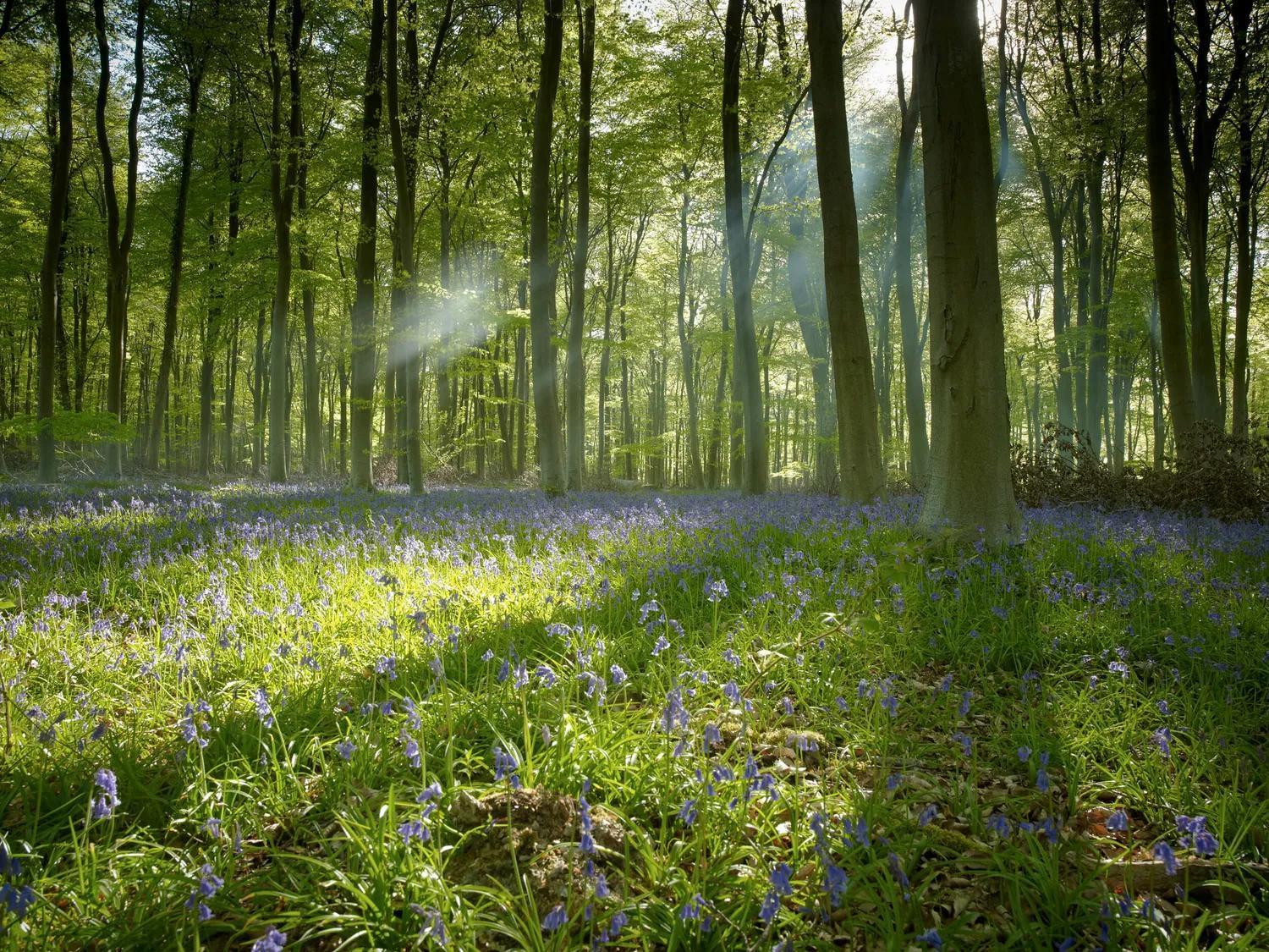 Popham Blackwood Forest Cabins - Forest Holidays מראה חיצוני תמונה
