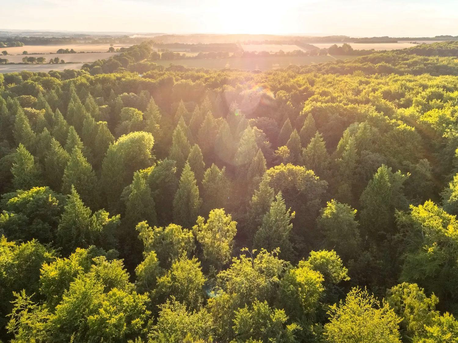 Popham Blackwood Forest Cabins - Forest Holidays מראה חיצוני תמונה