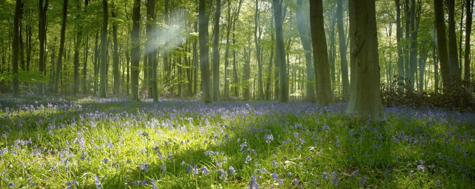 Popham Blackwood Forest Cabins - Forest Holidays מראה חיצוני תמונה